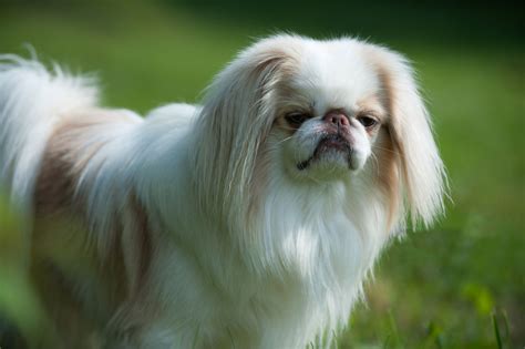 chin japonés|japanese spaniel chin.